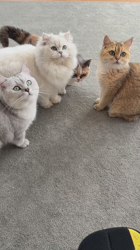 Pet Hair Removal Gloves Brush